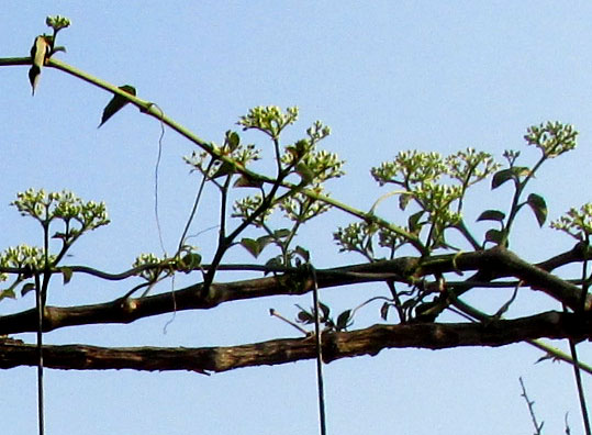 CISSUS TILIACEAE, emerging leaves on stems