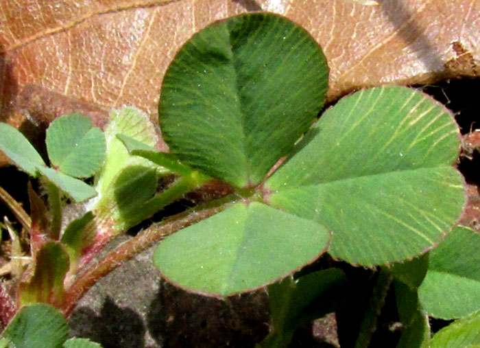 Aztec Clover, TRIFOLIUM AMABILE, trifoliate leaf