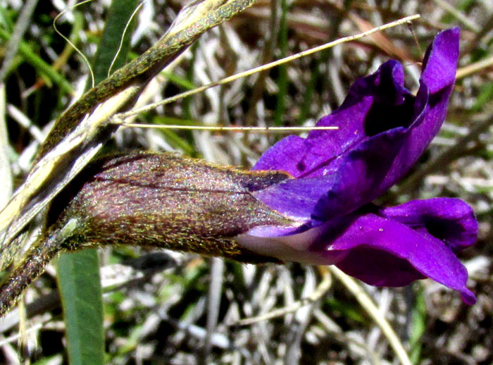 Longleaf Cologania, COLOGANIA ANGUSTIFOLIA, flower from side