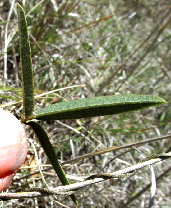Longleaf Cologania, COLOGANIA ANGUSTIFOLIA, trifoliate leaf