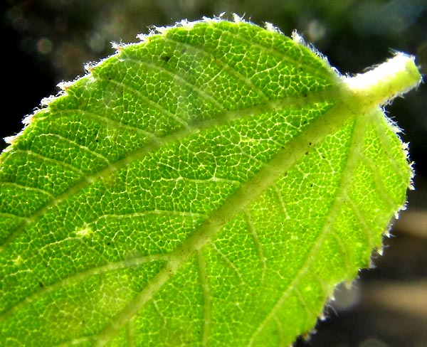 Nakedwood, COLUBRINA MACROCARPA, immature leaf showing veins and margin