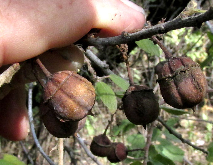 Nakedwood, COLUBRINA MACROCARPA, fruits
