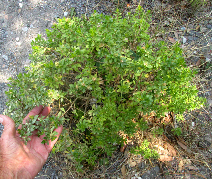 BACCHARIS CONFERTA, flowering small bush