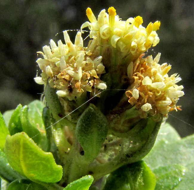 BACCHARIS CONFERTA, male and female flowers