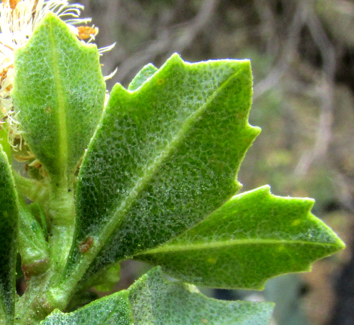 BACCHARIS CONFERTA, leaves showing mottling on lower surface