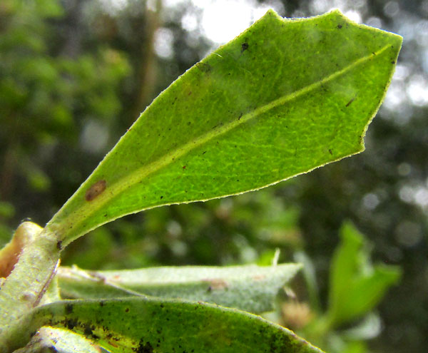 <BACCHARIS CONFERTA, leaf close-up