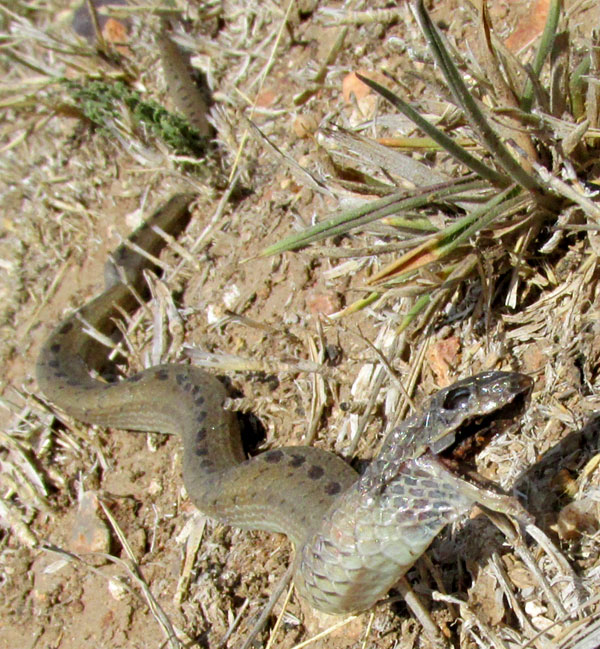 Plateau Mexican Earthsnake, CONOPSIS NASUS; front view, mouth open