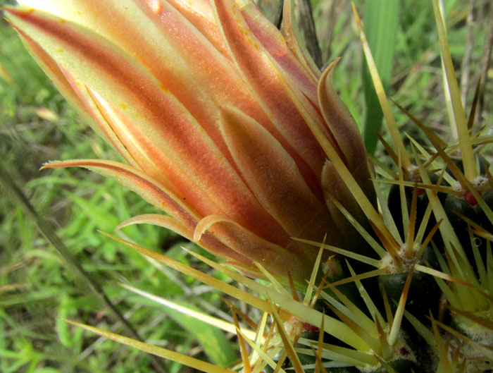 Pincushion Cactus, CORYPHANTHA ERECTA, tepals and spines