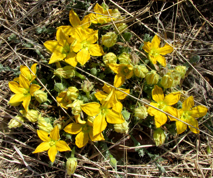 CUCURBITA PEDATIFOLIA, emerging plant's cluster of male flowers