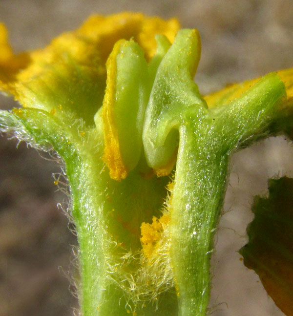 CUCURBITA PEDATIFOLIA, male flower cut to show stamen attachment