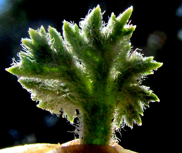 CUCURBITA PEDATIFOLIA, emerging leaf