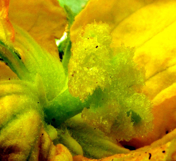CUCURBITA PEDATIFOLIA, female flower interior showing stigmas