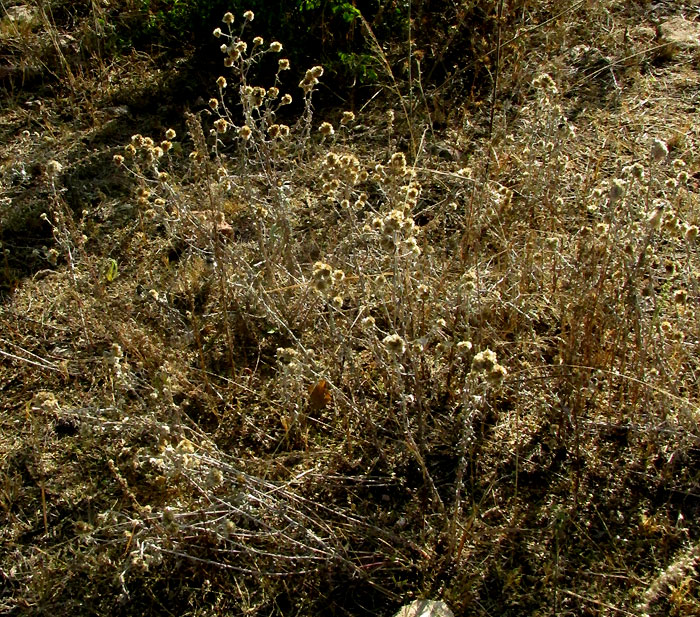 Wright's Cudweed, PSEUDOGNAPHALIUM CANESCENS, dried winter condition