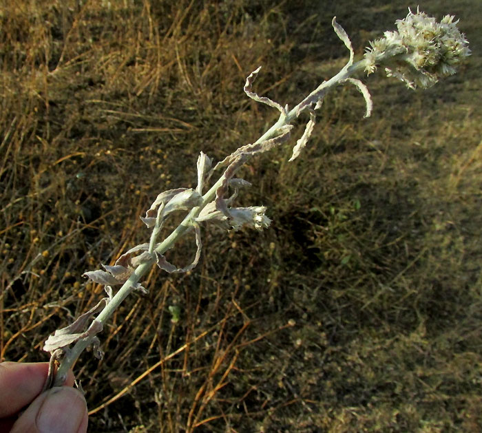 Wright's Cudweed, PSEUDOGNAPHALIUM CANESCENS, dried stem and leaves, and fruiting head
