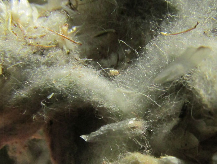 Wright's Cudweed, PSEUDOGNAPHALIUM CANESCENS, close-up of hairs on fruiting head branches