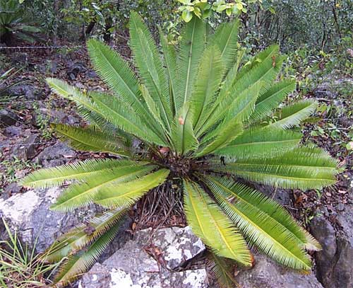 Mexican Cycad, DIOON EDULE