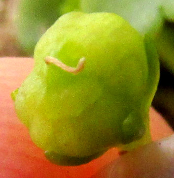 Kenilworth Ivy, CYMBALARIA MURALIS, immature capsule