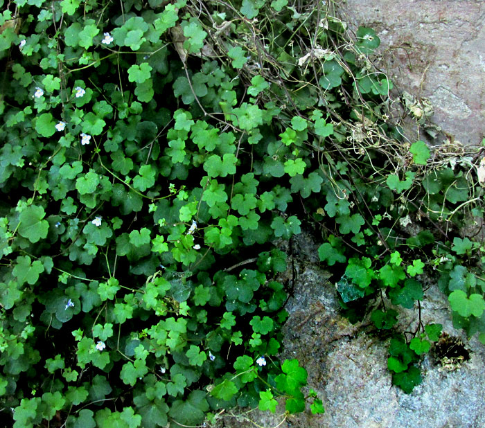 Kenilworth Ivy, CYMBALARIA MURALIS, habitat, habit