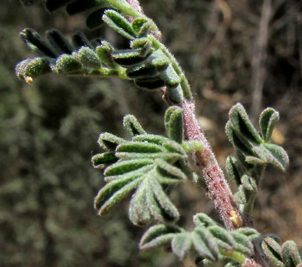 Prairie-Clover, DALEA DORYCNIOIDEES, leaves and stem