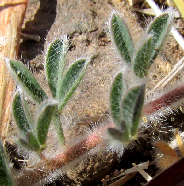 Arrastradilla, DALEA PROSTRATA, very hairy leaves and stem
