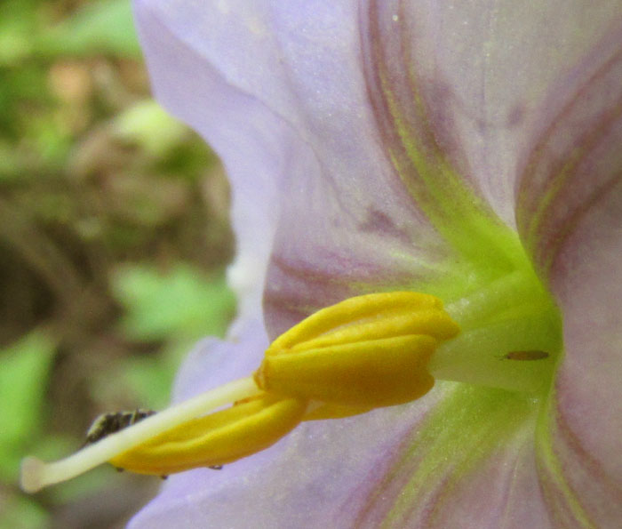 LYCIANTHES DEJECTA, very unequal stamens, and extended style