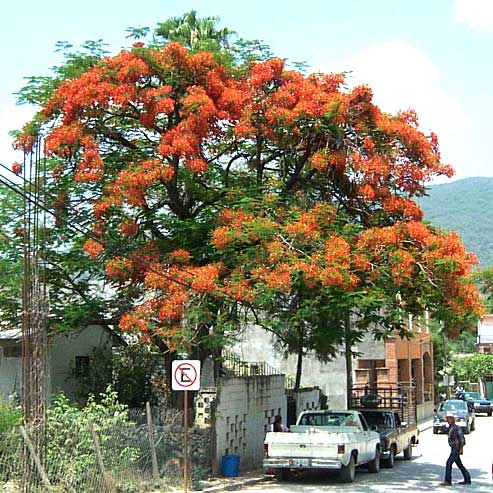 Royal Poinciana tree, DELONIX REGIA