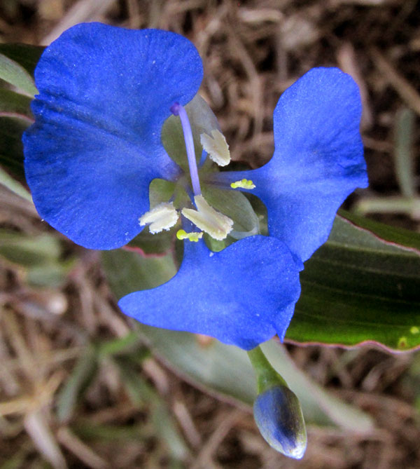 Spreading Dayflower, COMMELINA DIFFUSA, flower from front