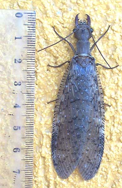 Dobsonfly, probably CORYDALUS LUTEUS
