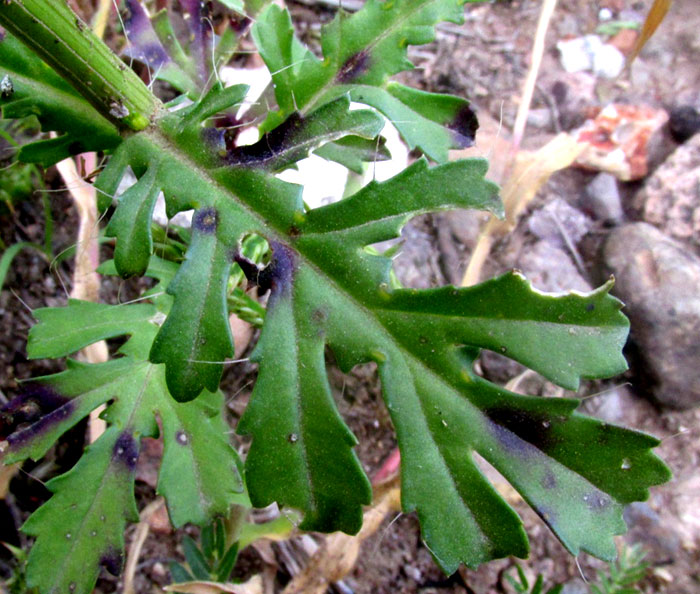 Dogweed, ADENOPHYLLUM CANCELLATUM, leaf