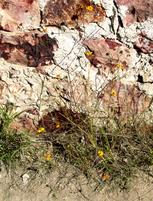 Dogweed, ADENOPHYLLUM CANCELLATUM, habitat, dried up