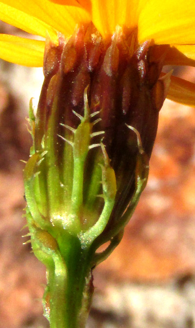 Dogweed, ADENOPHYLLUM CANCELLATUM, habitat, fimbriate calyculi