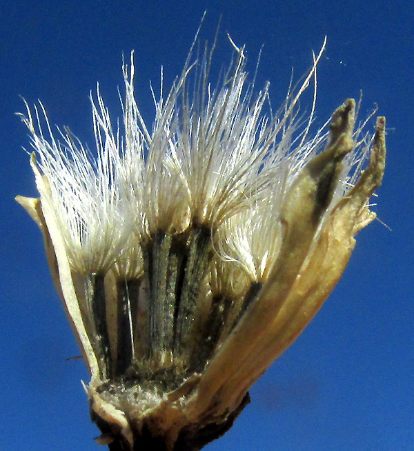 Dogweed, ADENOPHYLLUM CANCELLATUM, cypselae with erose scales