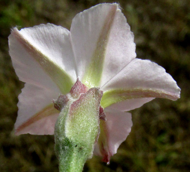 Texas Bindweed, CONVOLVULUS EQUITANS, calyx and sepals, sepals and corolla from behind
