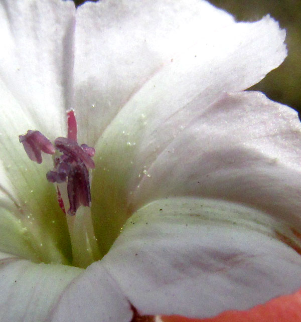 Texas Bindweed, CONVOLVULUS EQUITANS, calyx and sepals, stamens and corolla throat