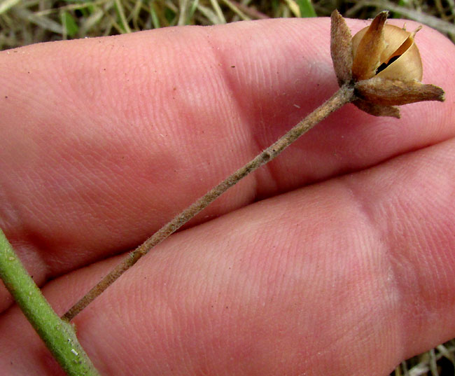 Texas Bindweed, CONVOLVULUS EQUITANS, calyx and sepals, capsular fruit on long stem
