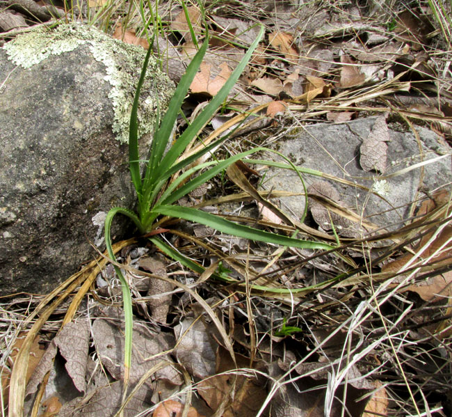Eryngo, ERYNGIUM MONOCEPHALUM, young plant in habitat
