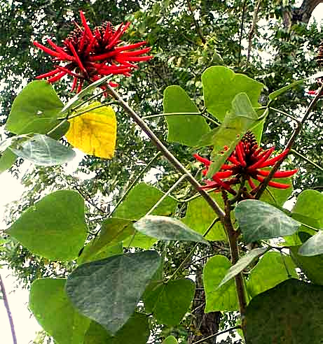 Coral Tree, ERYTHRINA CORALLOIDES