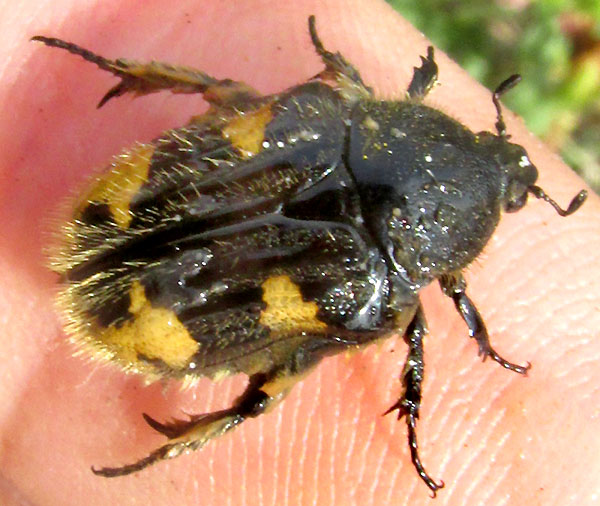Bumblebee Flower Beetle, EUPHORIA BASALIS, marks on back