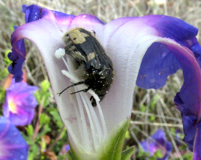 Bumblebee Flower Beetle, EUPHORIA BASALIS, exposed in broken open flower of Morning-glory Bush, Ipomoea stans