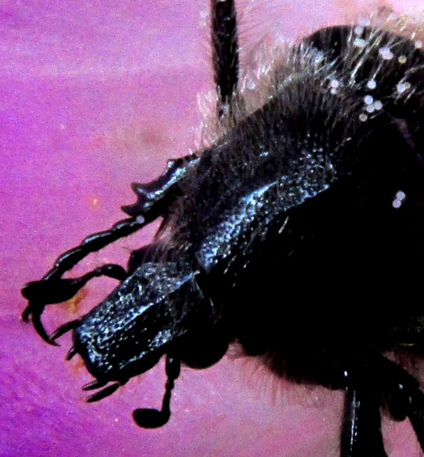 Bumblebee Flower Beetle, EUPHORIA BASALIS, much magnified head