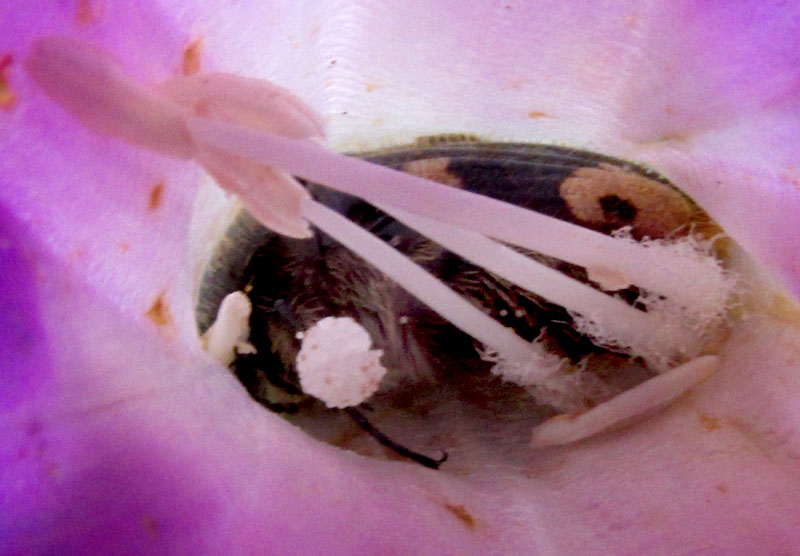 Bumblebee Flower Beetle, EUPHORIA BASALIS, in flower of Morning-glory Bush, Ipomoea stans