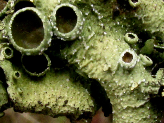 Fruiting Speckled Greenshield, FLAVOPUNCTELIA PRAESIGNIS, pseudocyphellae