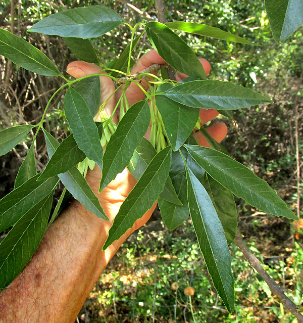 Tropical Ash, FRAXINUS UHDEI, leaves and samaras