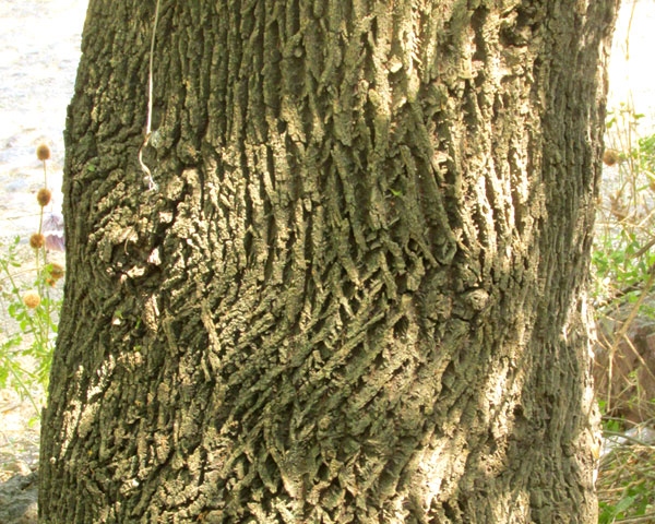 Tropical Ash, FRAXINUS UHDEI, bark on trunk