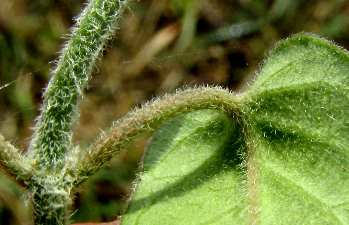 FUNASTRUM ELEGANS, hairs of leaf bottom and stem