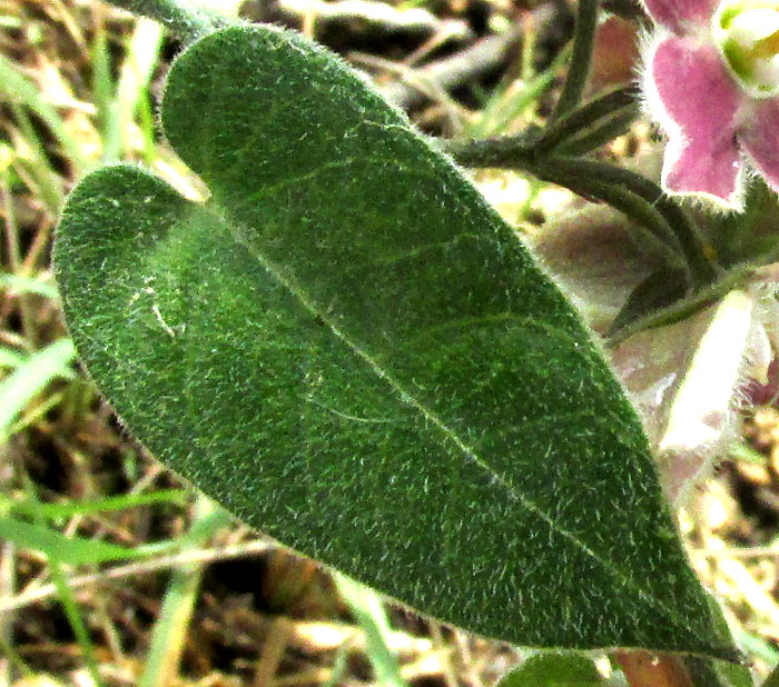 FUNASTRUM ELEGANS, leaf