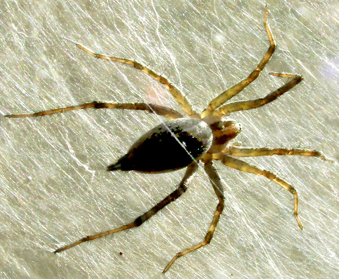 Western Funnelweb Spider, AGELENOPSIS APERTA, sun-basking in the web