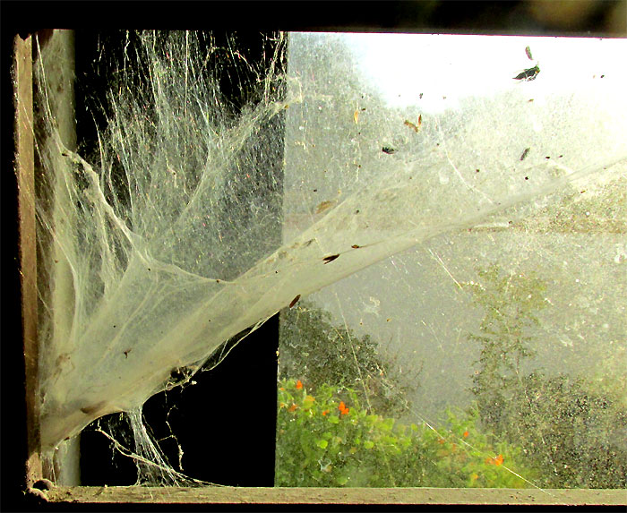 Western Funnelweb Spider, AGELENOPSIS APERTA, web in building window