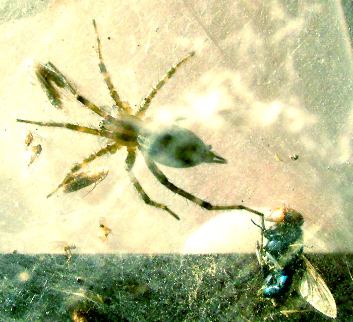 Western Funnelweb Spider, AGELENOPSIS APERTA, in web with dead fly