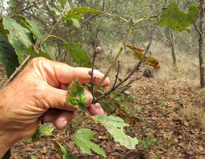 Silktassel, GARRYA LAURIFOLIA, old cluster of dried-up fruits
